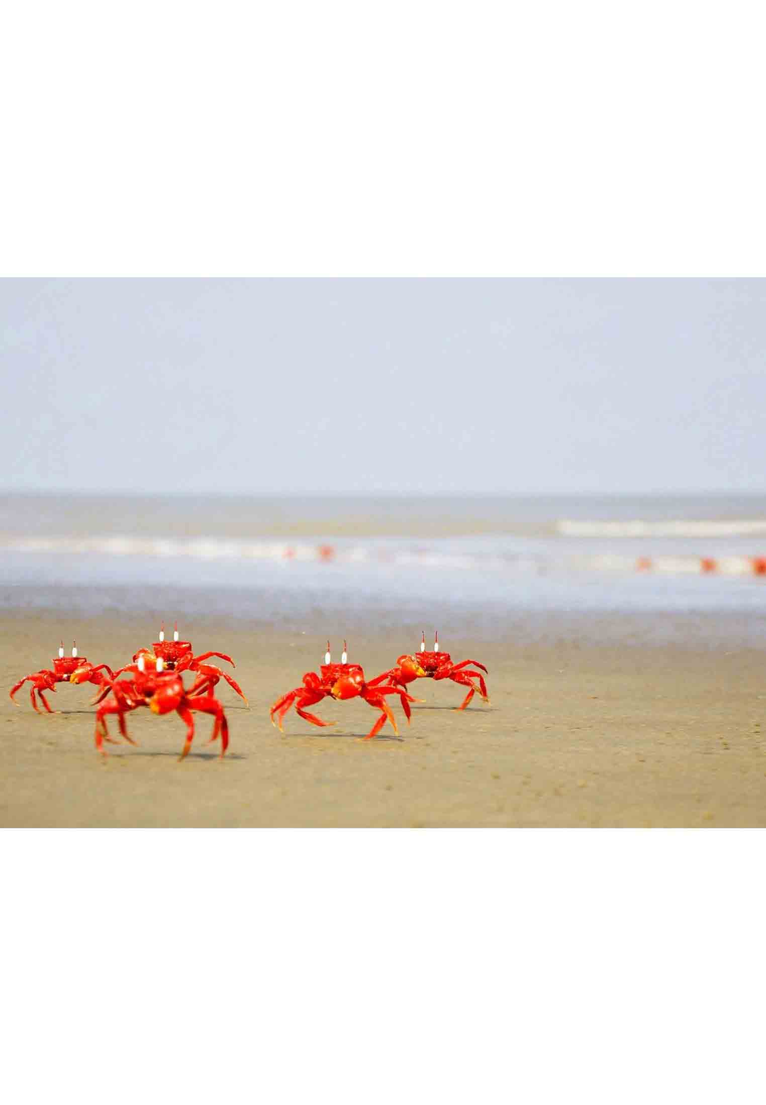 DIVINE ECO RESORT COX'S BAZAR